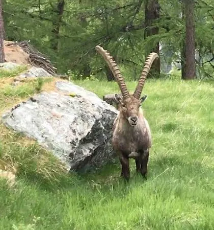 公寓 Nina With Garage Direct Train To Zermatt